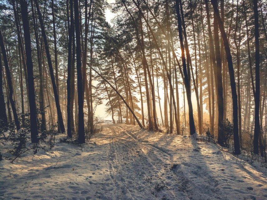 Forest path bathed in golden light — a journey toward healing